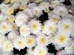 White flowers as background